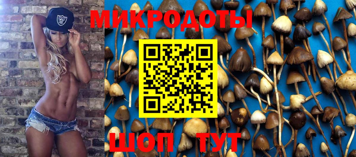Галлюциногенные грибы Psilocybe Нерюнгри